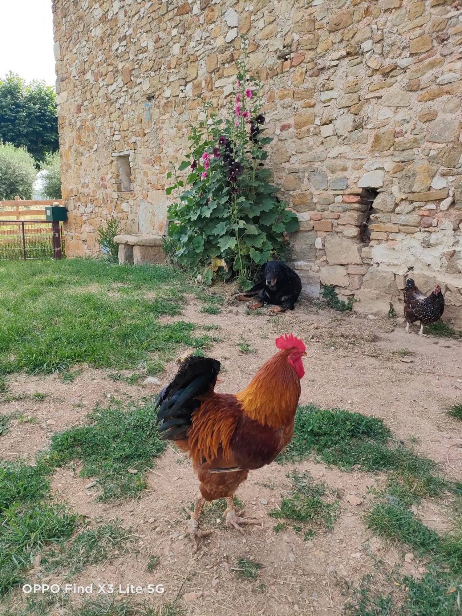 Gite A La Ferme Ongles Exteriér fotografie